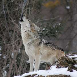 Private Lands Protecting Species